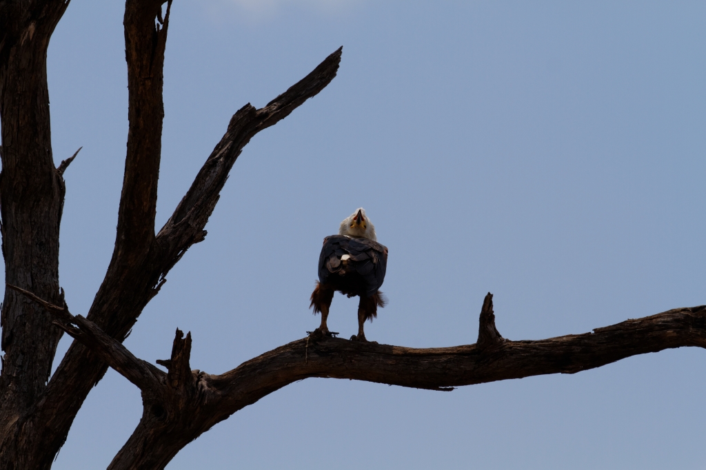 08 - Kruger NP (37).jpg